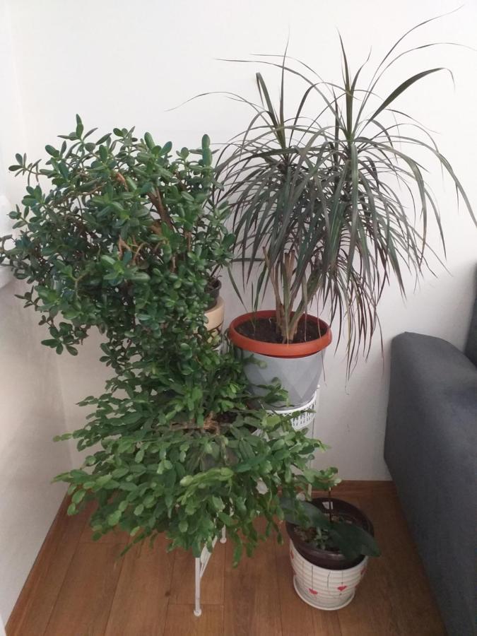 Trosoban Apartman Sarajevo, Ilidza Centar Εξωτερικό φωτογραφία